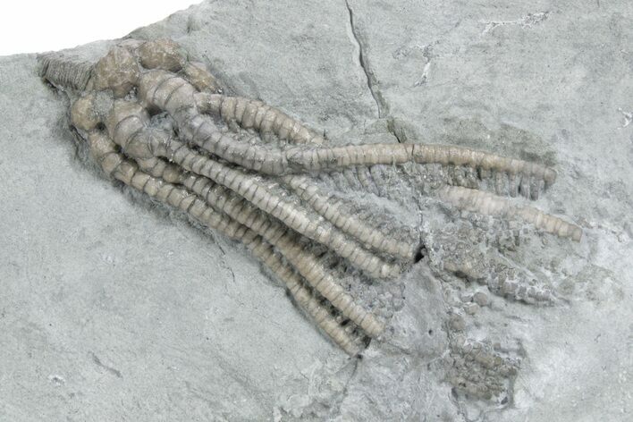 Fossil Crinoid (Decadocrinus) - Crawfordsville, Indiana #358057